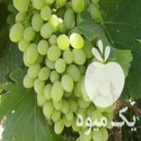 فروش نهال انگور و انار در اصفهان در گروه خرید فروش نهال - انواع گردو پسته بادام سلطانی انگور در یکمیوه