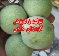 گردوژنوتیپ دیرگل ممتاز مهدیزاده در میانه در گروه خرید فروش نهال - انواع گردو پسته بادام سلطانی انگور در یکمیوه