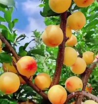 نهال (زردآلو)گلا بی گیلاس آلو در بوکان در گروه خرید فروش نهال - انواع گردو پسته بادام سلطانی انگور در یکمیوه