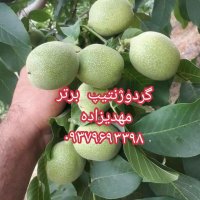 نهالستان مهدیزاده گردوژنوتیپ در کرج