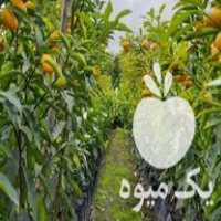 فروش نهال کامکوات در تنکابن در گروه خرید فروش نهال - انواع گردو پسته بادام سلطانی انگور در یکمیوه