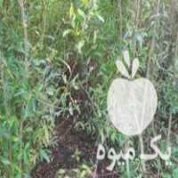 فروش نهال گلدان وسیاه ریشه در علی آباد در گروه خرید فروش نهال - انواع گردو پسته بادام سلطانی انگور در یکمیوه