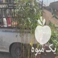 فروش نهال اکالیپتوس طلای سبز در تهران در گروه خرید فروش نهال - انواع گردو پسته بادام سلطانی انگور در یکمیوه