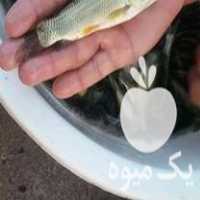 فروش عمده بچه ماهی ارسال به تمام ایران در اهواز در گروه انواع ماهی - سالمون شیر کپور قرمز شوریده سفید گوپی مرکب در یکمیوه