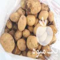 فروش سیب زمینی جلی بذری در بروجن در گروه خرید فروش عمده سیب زمینی - زودرس دیررس آگریا اسپریت اردبیل همدان در یکمیوه