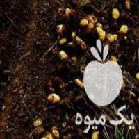 فروش سیب زمینی اسپریت درهم در قروه در گروه خرید فروش عمده سیب زمینی - زودرس دیررس آگریا اسپریت اردبیل همدان در یکمیوه