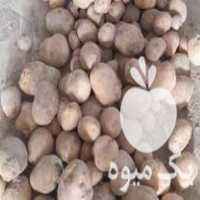 فروش سیب زمینی سانته مدل 98 در اصفهان در گروه خرید فروش عمده سیب زمینی - زودرس دیررس آگریا اسپریت اردبیل همدان در یکمیوه