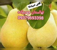 نهال زردآلو گلابی مهدیزاده در خرمدره در گروه خرید فروش نهال - انواع گردو پسته بادام سلطانی انگور در یکمیوه