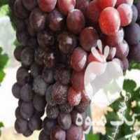 فروش انواع نهال انگور عمده در تهران در گروه خرید فروش نهال - انواع گردو پسته بادام سلطانی انگور در یکمیوه