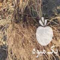 فروش فورش انواع نهال انگور و سنجد در سبزوار در گروه خرید فروش نهال - انواع گردو پسته بادام سلطانی انگور در یکمیوه