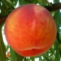 (نهال)گردوژ نوتیپ مهدیزاده در کرمانشاه در گروه خرید فروش نهال - انواع گردو پسته بادام سلطانی انگور در یکمیوه