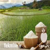 فروش انواع برنج ایرانی در گیلان در گروه خرید فروش عمده برنج - نیم دانه عنبر بو هاشمی کاظمی هندی پاکستانی در یکمیوه