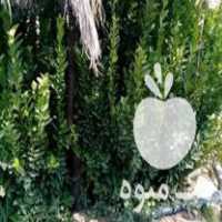 فروش نهال درخت لیمو سرو نخل پرتقال در شیراز در گروه خرید فروش نهال - انواع گردو پسته بادام سلطانی انگور در یکمیوه