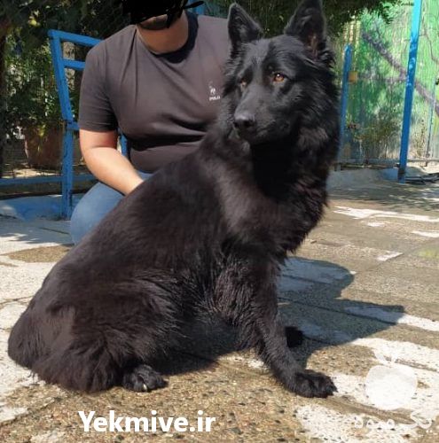 فروش توله ژرمن اصیل با کیفیت بینظیر در کرج در گروه سگ و گربه _ نگهبان هاسکی ژرمن دوبرمن سرابی در یکمیوه -عکس1