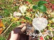 فروش نشا توت فرنگی ریشه لخت و‌ گلدانی در مریوان در گروه خرید فروش نشا - انواع گوجه برنج کاهو پیاز کاری فرنگی در یکمیوه -عکس1
