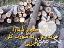 خرید و فروش چوب و درخت صنوبر و جنگلی در رودبار در گروه خرید فروش نشا - انواع گوجه برنج کاهو پیاز کاری فرنگی در یکمیوه -عکس1