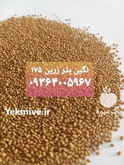 فروش بذر یونجه و علوفه پایه بلند در تهران در گروه خرید فروش بذر - انواع محصول کشاورزی گوجه کتان میوه درخت در یکمیوه -عکس1