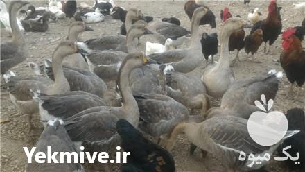 فروش اردک محلی و قوغاز در تهران در گروه مرغ و خروس و بوقلمون و اردک قو قاز در یکمیوه -عکس1