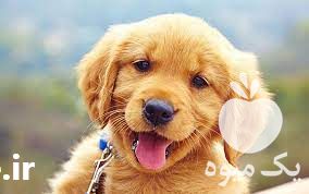 فروش سگ دوستداشتنی گلدن رتریور ماده در تهران در گروه سگ و گربه _ نگهبان هاسکی ژرمن دوبرمن سرابی در یکمیوه -عکس1