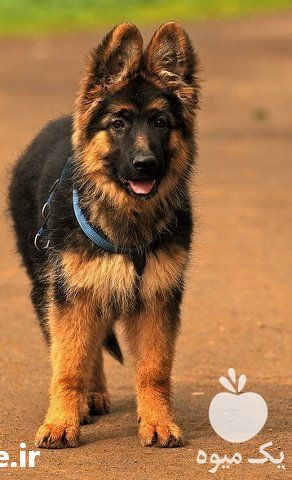 فروش سگ ژرمن شپرد ماده توله وبالغ در کرج در گروه سگ و گربه _ نگهبان هاسکی ژرمن دوبرمن سرابی در یکمیوه -عکس1