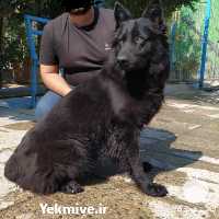 فروش توله ژرمن اصیل با کیفیت بینظیر در کرج در گروه سگ و گربه _ نگهبان هاسکی ژرمن دوبرمن سرابی در یکمیوه