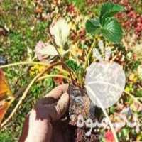 فروش نشا توت فرنگی ریشه لخت و‌ گلدانی در مریوان در گروه خرید فروش نشا - انواع گوجه برنج کاهو پیاز کاری فرنگی در یکمیوه