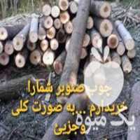 خرید و فروش چوب و درخت صنوبر و جنگلی در رودبار در گروه خرید فروش نشا - انواع گوجه برنج کاهو پیاز کاری فرنگی در یکمیوه