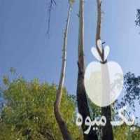 خرید درخت و چوب در بیدستان در گروه خرید فروش عمده چوب و زغال- زغال چوب گردو تبریزی خام در یکمیوه