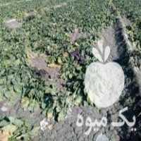 فروش چغندر دامی درجه یک در اصفهان در گروه خرید فروش عمده چغندر - قند لبویی قرمز سفید در یکمیوه