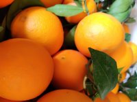 آگهی مشابه پرتقال تامسون خونی بیروتی در قائم شهر در گروه خرید فروش عمده پرتقال - پرتقال رسمی تامسون خونی جنوب در یکمیوه