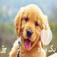 فروش سگ دوستداشتنی گلدن رتریور ماده در تهران در گروه سگ و گربه _ نگهبان هاسکی ژرمن دوبرمن سرابی در یکمیوه
