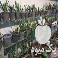 فروش گل های آپارتمانی در جویبار در گروه خرید فروش عمده گیاهان زینتی - گرمسیری آپارتمانی باغچه آب در یکمیوه