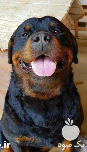 فروش سگ روتوایلر نر ماده یکساله در کرج در گروه سگ و گربه _ نگهبان هاسکی ژرمن دوبرمن سرابی در یکمیوه -عکس1