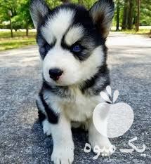 فروش سگ هاسکی توله وبالغ بااصالت در کرج در گروه سگ و گربه _ نگهبان هاسکی ژرمن دوبرمن سرابی در یکمیوه -عکس1