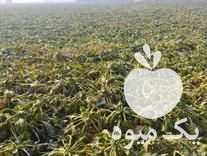 فروش چغندر دامی در اصفهان در گروه خرید فروش عمده چغندر - قند لبویی قرمز سفید در یکمیوه -عکس1