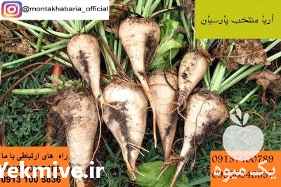 فروش بذر چغندر قند در تهران در گروه خرید فروش عمده چغندر - قند لبویی قرمز سفید در یکمیوه -عکس1