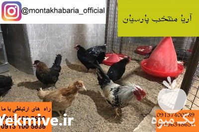 فروش مرغ محلی گلپایگان در تهران در گروه مرغ و خروس و بوقلمون و اردک قو قاز در یکمیوه -عکس1