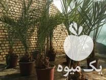 فروش درخت نخل خرما تنه 5 ساله عمده ای اصیل در اصفهان در گروه خرید فروش عمده خرما - کبکاب تازه زاهدی خشک خارک در یکمیوه -عکس1