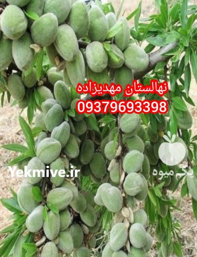 نهال بادام آذر شکوفه 50 × 50 در اصفهان در گروه خرید فروش نهال - انواع گردو پسته بادام سلطانی انگور در یکمیوه -عکس3