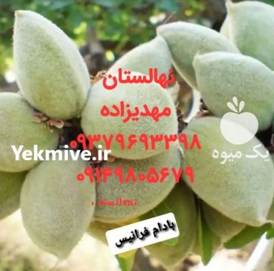 نهال بادام آذر شکوفه 50 × 50 در اصفهان در گروه خرید فروش نهال - انواع گردو پسته بادام سلطانی انگور در یکمیوه -عکس4