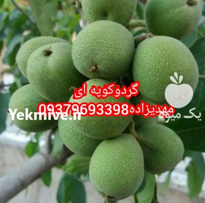 نهال گردو ژنوتیپ برتر دیرگل در خراجو در گروه خرید فروش نهال - انواع گردو پسته بادام سلطانی انگور در یکمیوه -عکس3
