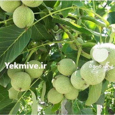 نهال گردو ژنوتیپ برتر دیرگل در خراجو در گروه خرید فروش نهال - انواع گردو پسته بادام سلطانی انگور در یکمیوه -عکس4