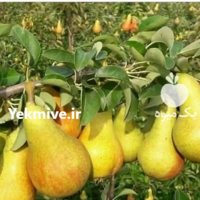 (گلابی)درگز ی اسپادانا دوشیز در خواجه آذربایجان شرقی در گروه خرید فروش نهال - انواع گردو پسته بادام سلطانی انگور در یکمیوه -عکس1