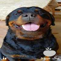 فروش سگ روتوایلر نر ماده یکساله در کرج در گروه سگ و گربه _ نگهبان هاسکی ژرمن دوبرمن سرابی در یکمیوه