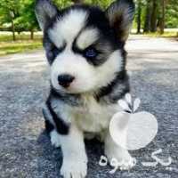 فروش سگ هاسکی توله وبالغ بااصالت در کرج در گروه سگ و گربه _ نگهبان هاسکی ژرمن دوبرمن سرابی در یکمیوه