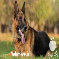 فروش سگ گارد ونگهبان ژرمن شپرد حرفه ای در کرج در گروه سگ و گربه _ نگهبان هاسکی ژرمن دوبرمن سرابی در یکمیوه