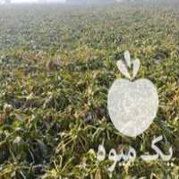 فروش چغندر دامی در اصفهان در گروه خرید فروش عمده چغندر - قند لبویی قرمز سفید در یکمیوه