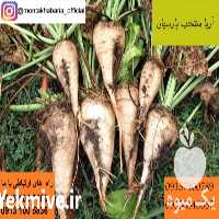 فروش بذر چغندر قند در تهران در گروه خرید فروش عمده چغندر - قند لبویی قرمز سفید در یکمیوه