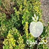 فروش شمشاد طلایی در تنکابن در گروه خرید فروش عمده گیاهان زینتی - گرمسیری آپارتمانی باغچه آب در یکمیوه