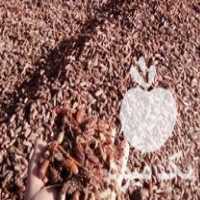 فروش هسته خرما با رطوبت پایین در سمنان در گروه خرید فروش عمده خرما - کبکاب تازه زاهدی خشک خارک در یکمیوه